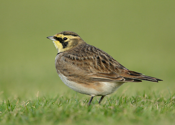 Shorelark Eremophila alpestris