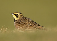 Shorelark Eremophila alpestris
