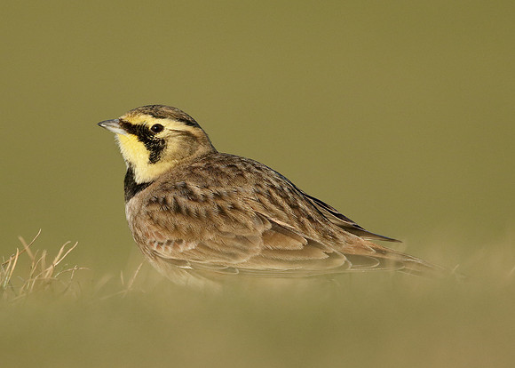 Shorelark Eremophila alpestris