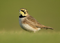 Shorelark Eremophila alpestris