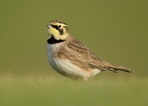 Shorelark Eremophila alpestris