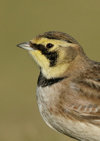 Shorelark Eremophila alpestris
