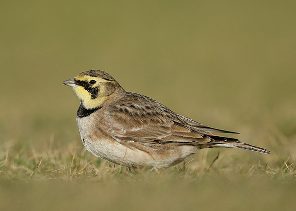 Shorelark Eremophila alpestris