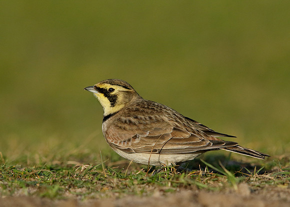 Shorelark Eremophila alpestris