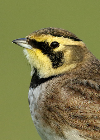 Shorelark Eremophila alpestris