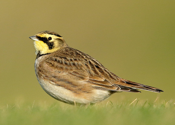 Shorelark Eremophila alpestris