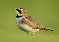 Larks, Hirundines, Pipits & Wagtails