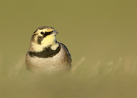 Shorelark Eremophila alpestris