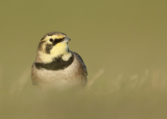 Shorelark Eremophila alpestris