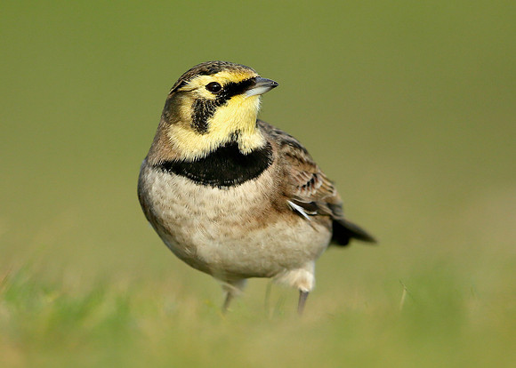 Shorelark Eremophila alpestris
