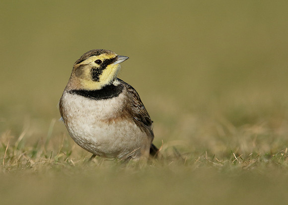 Shorelark Eremophila alpestris