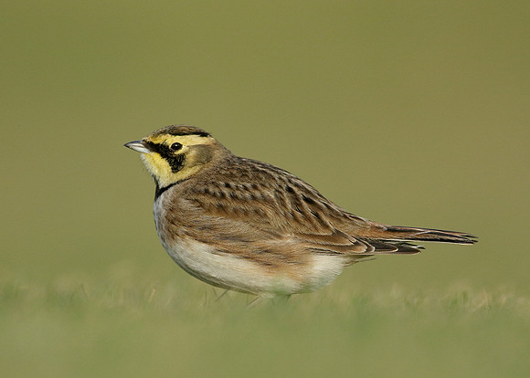Shorelark Eremophila alpestris
