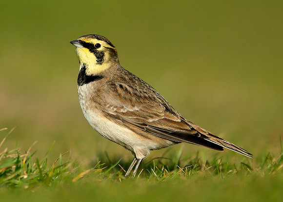 Shorelark Eremophila alpestris