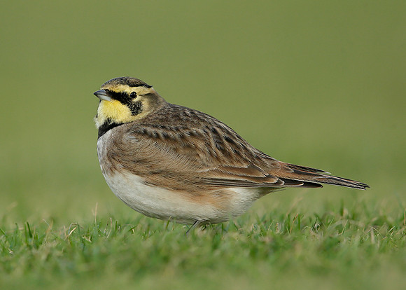 Shorelark Eremophila alpestris