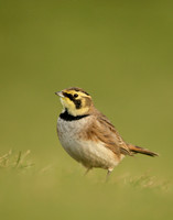 Shorelark Eremophila alpestris