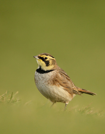 Shorelark Eremophila alpestris