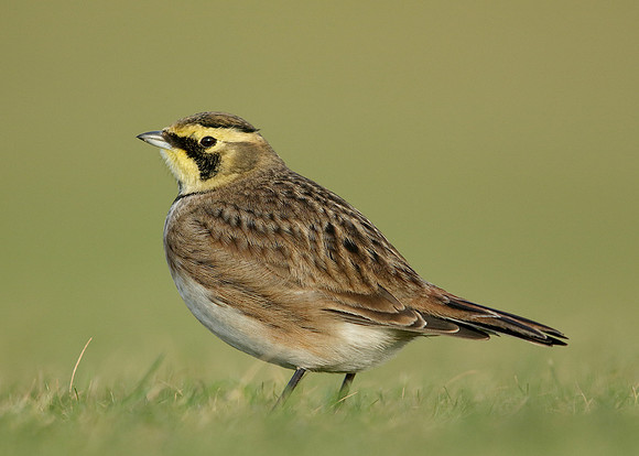 Shorelark Eremophila alpestris