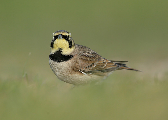 Shorelark Eremophila alpestris