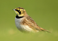 Shorelark Eremophila alpestris