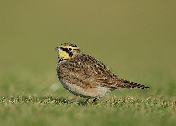 Shorelark Eremophila alpestris