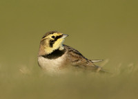 Shorelark Eremophila alpestris