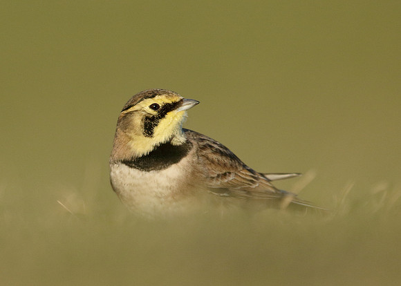 Shorelark Eremophila alpestris