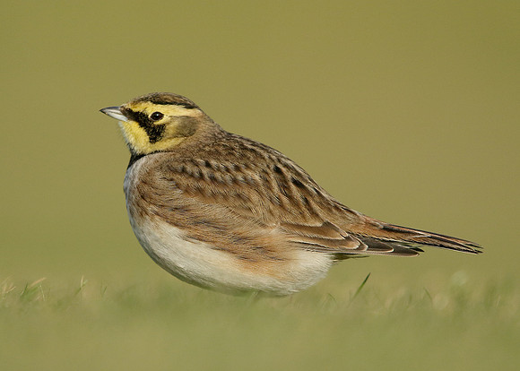 Shorelark Eremophila alpestris