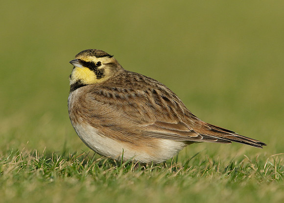 Shorelark Eremophila alpestris