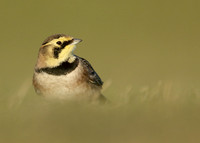 Shorelark Eremophila alpestris