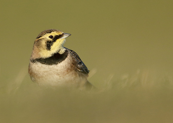 Shorelark Eremophila alpestris
