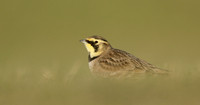 Shorelark Eremophila alpestris