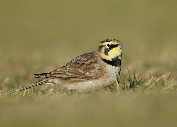 Shorelark Eremophila alpestris