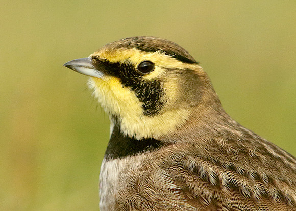 Shorelark Eremophila alpestris