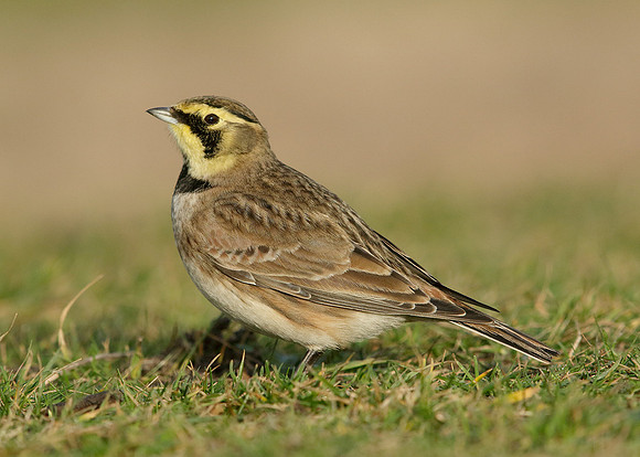 Shorelark Eremophila alpestris