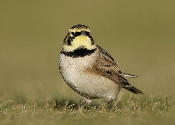 Shorelark Eremophila alpestris