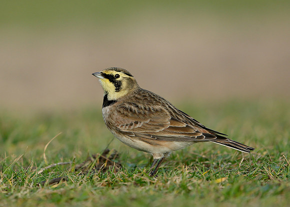 Shorelark Eremophila alpestris