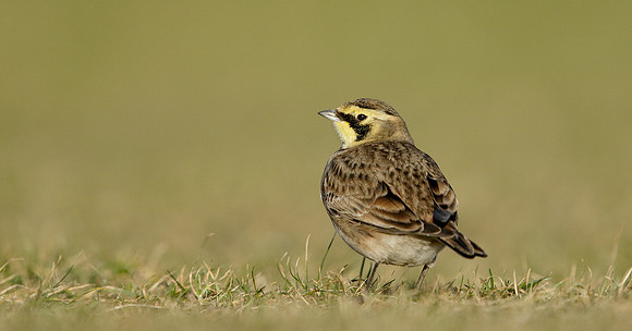 Shorelark Eremophila alpestris