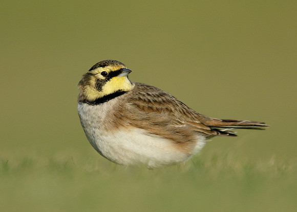 Shorelark Eremophila alpestris