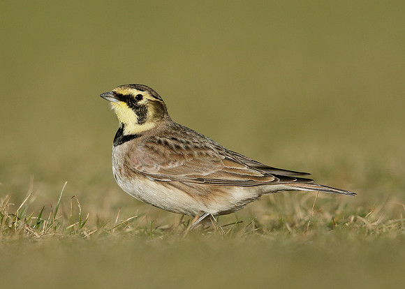Shorelark Eremophila alpestris