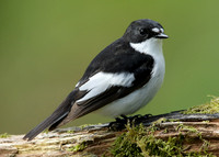 Pied Flycatcher Ficedula hypoleuca