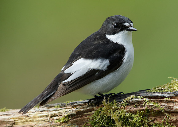 Pied Flycatcher Ficedula hypoleuca