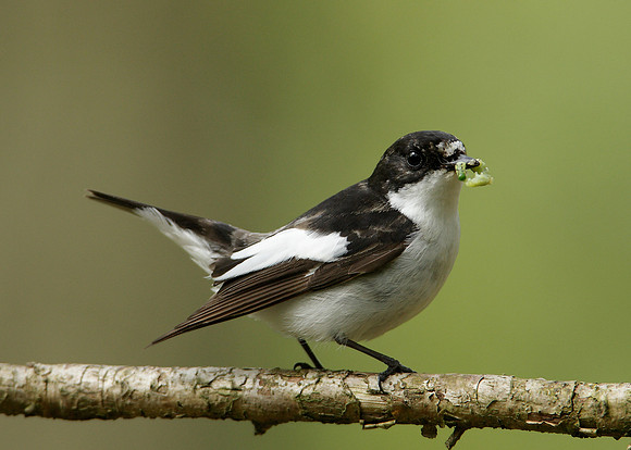 Pied Flycatcher Ficedula hypoleuca