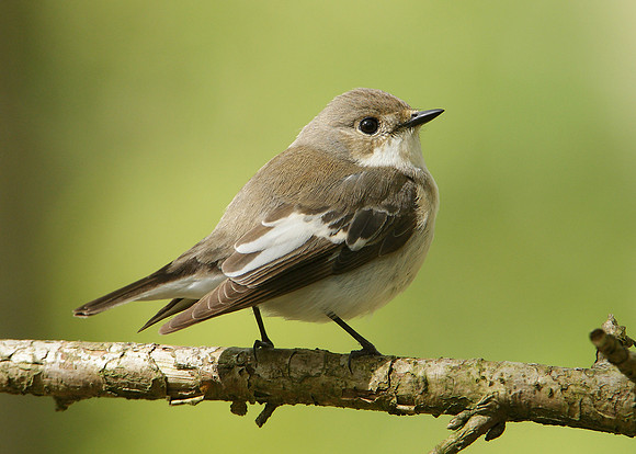 Pied Flycatcher Ficedula hypoleuca