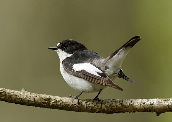 Pied Flycatcher Ficedula hypoleuca