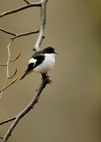 Pied Flycatcher Ficedula hypoleuca