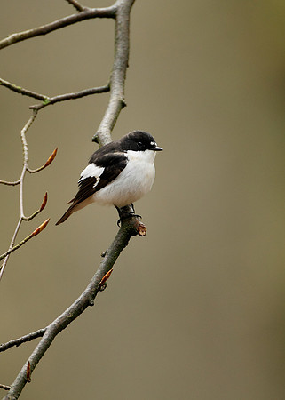 Pied Flycatcher Ficedula hypoleuca