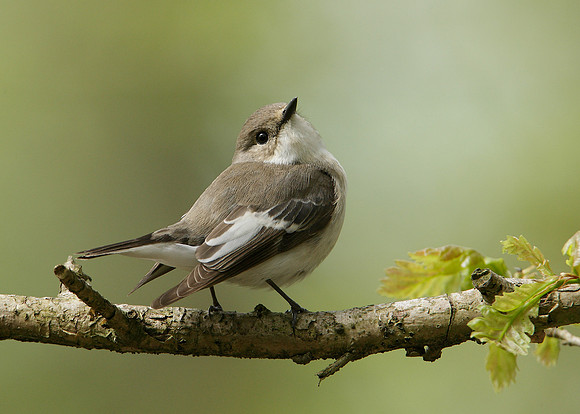 Pied Flycatcher Ficedula hypoleuca