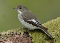 Pied Flycatcher Ficedula hypoleuca