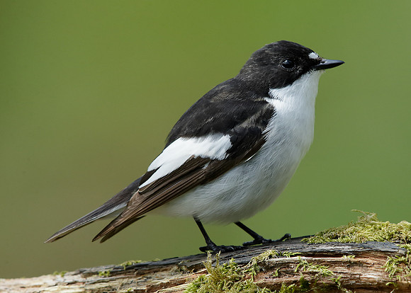 Pied Flycatcher Ficedula hypoleuca