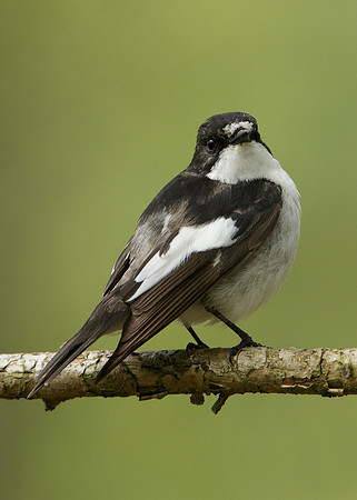 Pied Flycatcher Ficedula hypoleuca